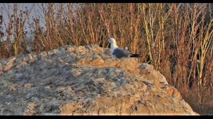 Armenian Gull