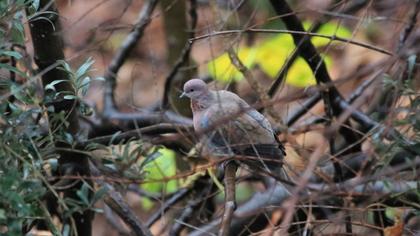 Laughing Dove
