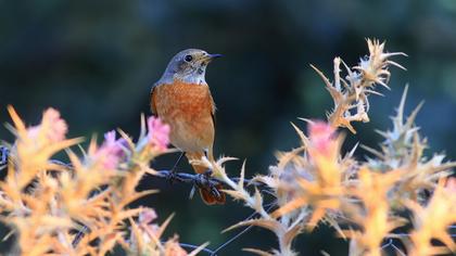 Common Redstart