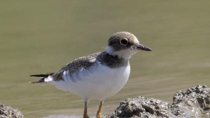 Little Ringed Plover