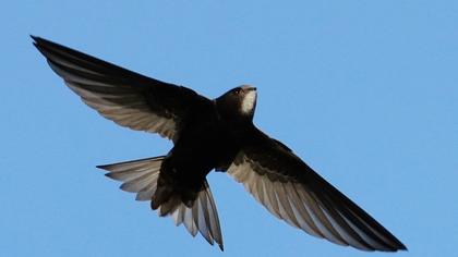 Common Swift