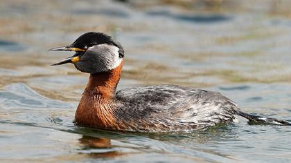 Red-necked Grebe