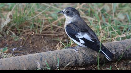 Collared Flycatcher