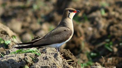 Collared Pratincole