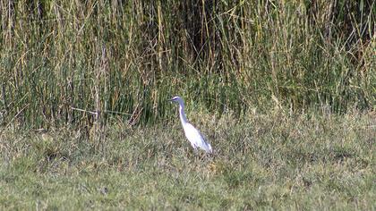 Little Egret