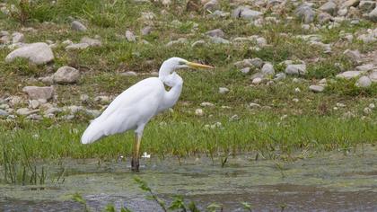 Great Egret