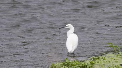 Little Egret