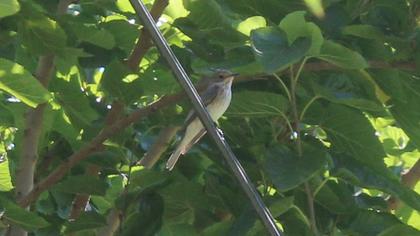 Spotted Flycatcher