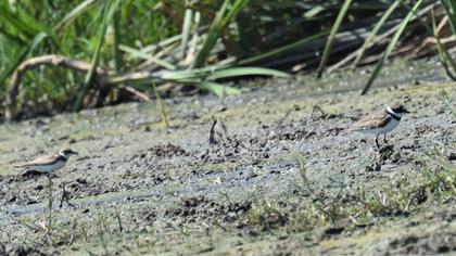Common Ringed Plover