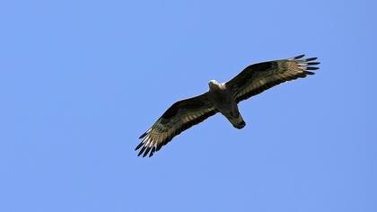 European Honey Buzzard