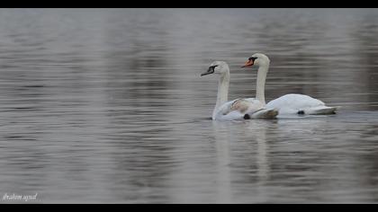 Mute Swan