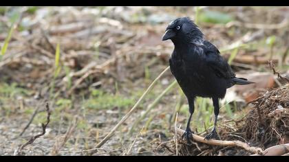 Western Jackdaw