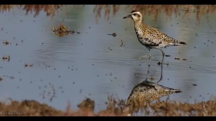 Pacific Golden Plover