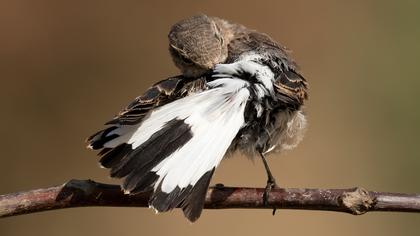 Pied Wheatear