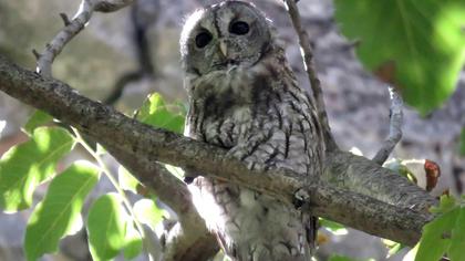 Tawny Owl