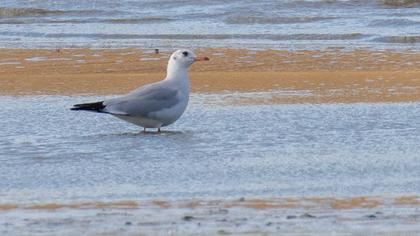 Black-headed Gull