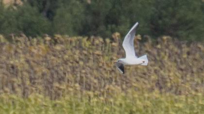 Black-headed Gull