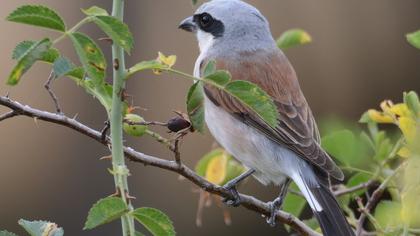 Red-backed Shrike