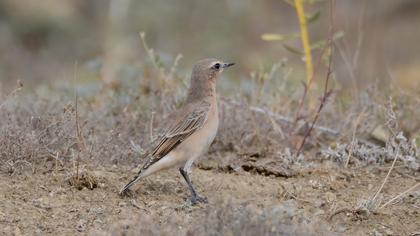 Northern Wheatear