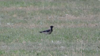 Hooded Crow
