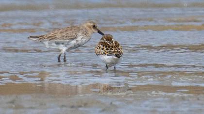Dunlin
