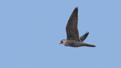 Peregrine Falcon