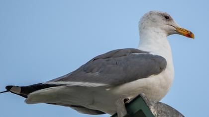 Armenian Gull