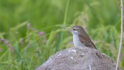 Red-backed Shrike