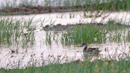 Garganey
