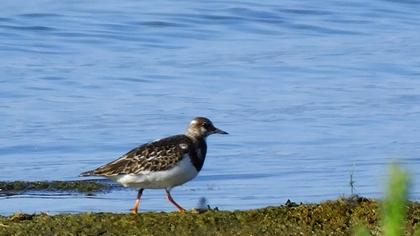 Ruddy Turnstone