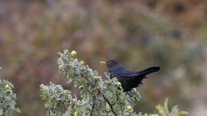 Common Blackbird