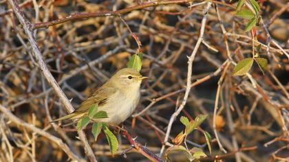 Willow Warbler