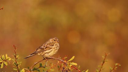 European Serin