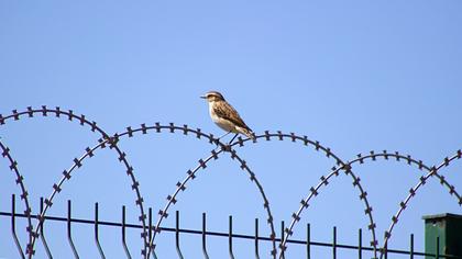 Whinchat