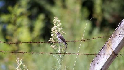 Spotted Flycatcher