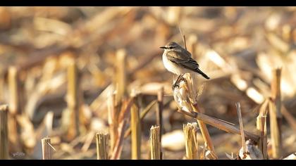 Northern Wheatear
