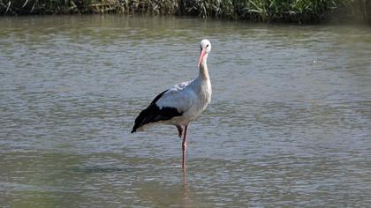 White Stork