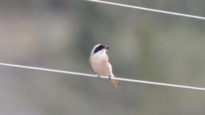 Lesser Grey Shrike
