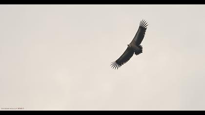 Griffon Vulture