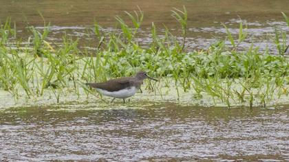 Green Sandpiper