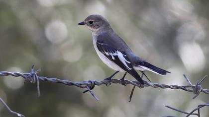 Collared Flycatcher