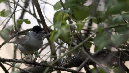 Eurasian Blackcap