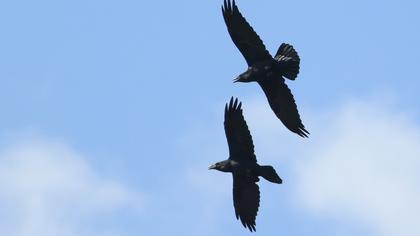 Northern Raven