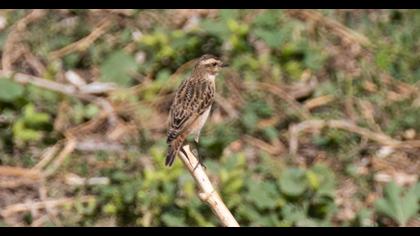 Whinchat