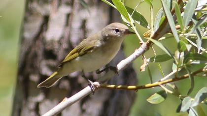 Eastern Bonelli`s Warbler