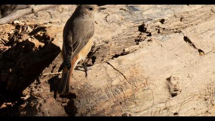 Common Redstart