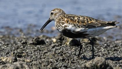 Dunlin