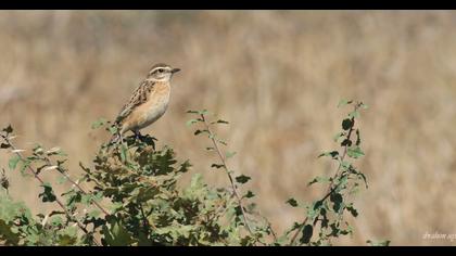Whinchat