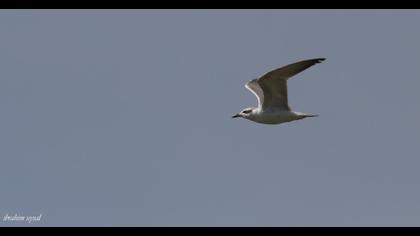 Gull-billed Tern