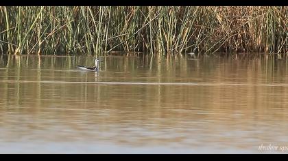 Red-necked Phalarope